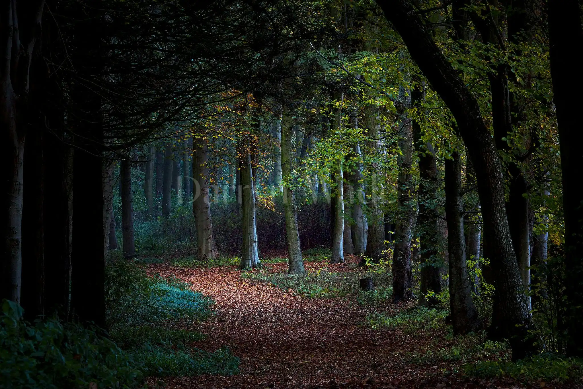 Enchanted, The Alnwick Garden