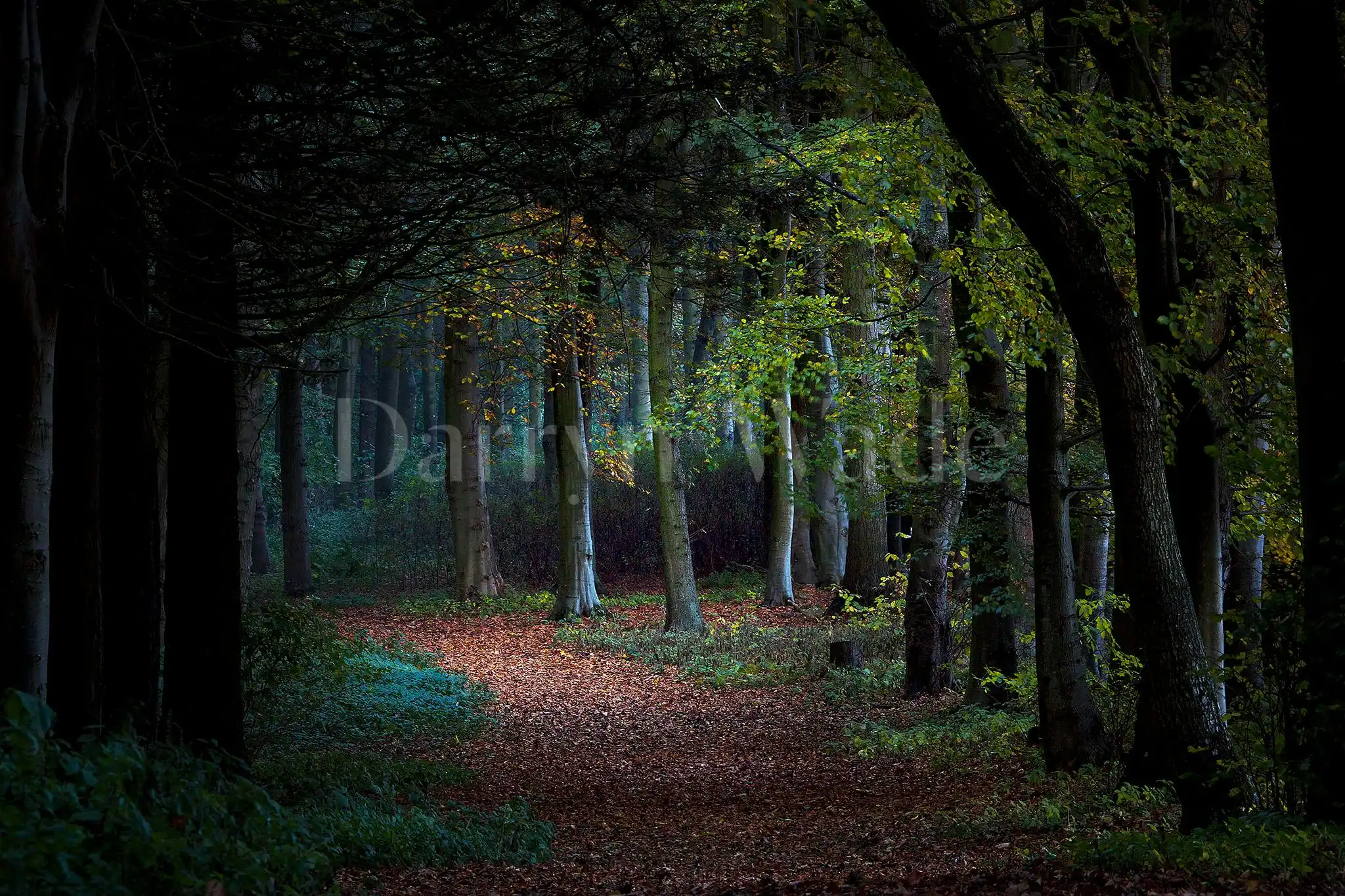 Enchanted, The Alnwick Garden