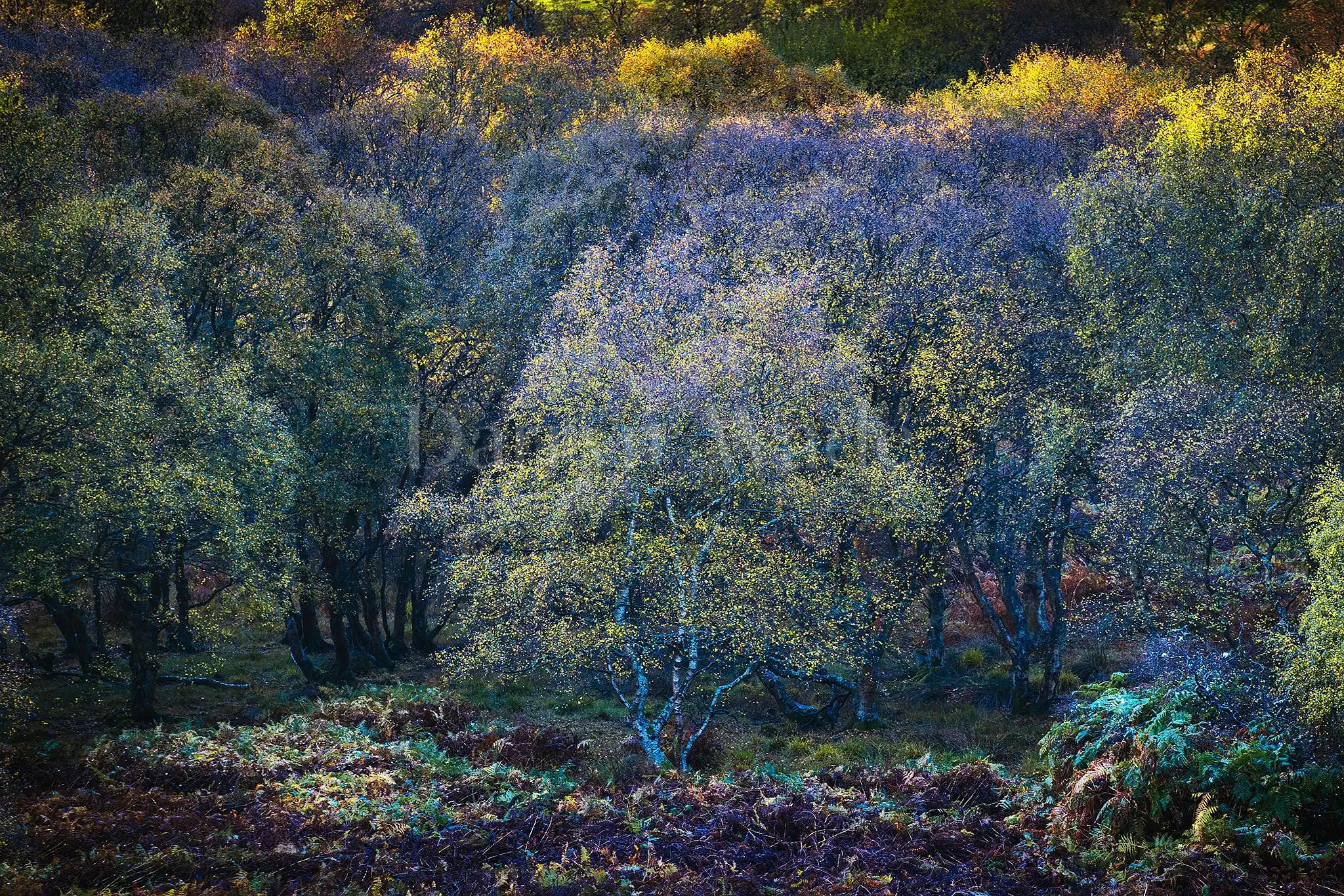 Beauty and the Birch