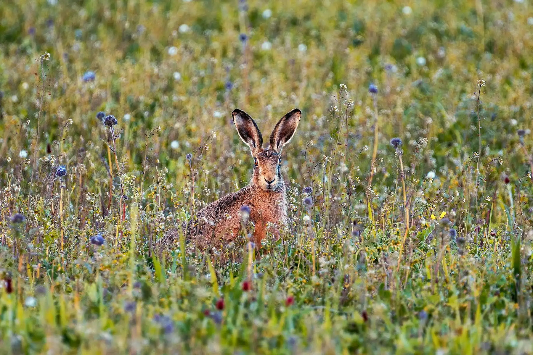 Spring in the hare