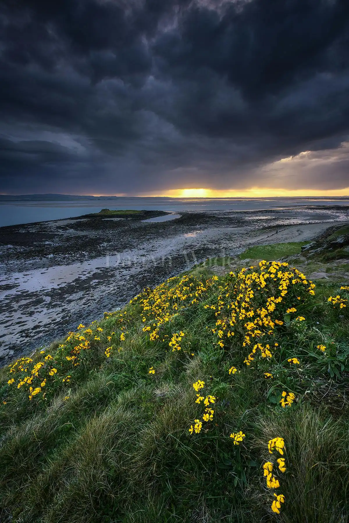 Wallflowers at Sunset, Holy Island